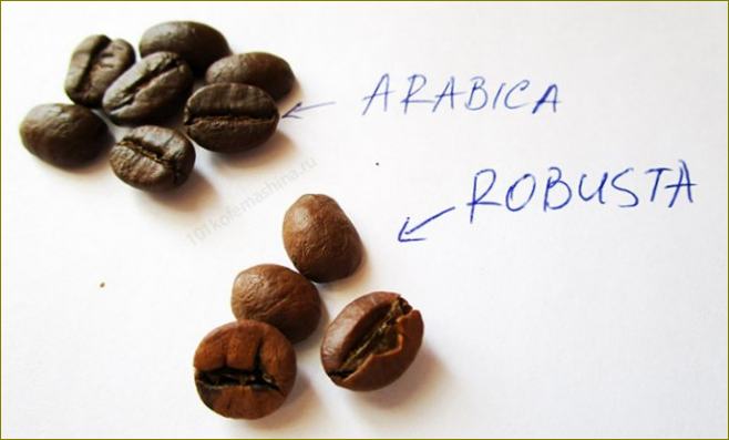 Arabica und Robusta: Vergleich der Bohnen, Unterschiede