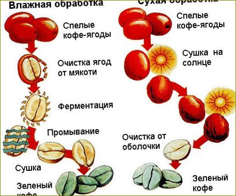 Verfahren zur Behandlung der Kaffeebohnen