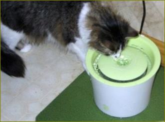 Katzentoilette: Der automatische Katzentrinkbrunnen