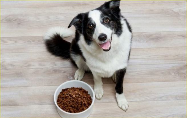 Hundefutter ist die beste Alternative zu selbstgemachtem Futter