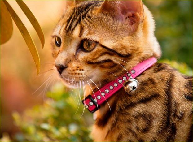 Anti-Floh-Zeckenhalsband für Katzen Foto