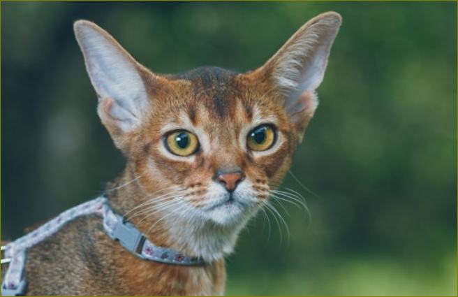 Kriterien für die Auswahl eines Katzenhalsbandes