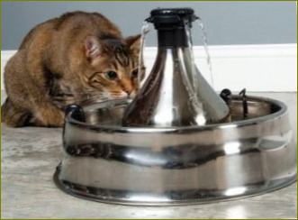 Katzentränke: der automatische Katzentrinkbrunnen