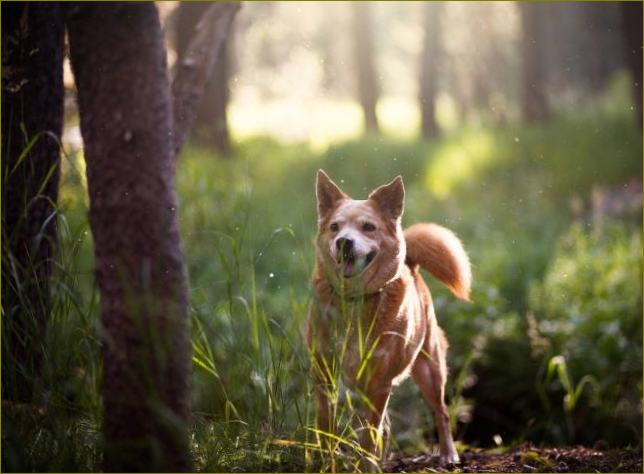 Ein Hund spielt im Wald