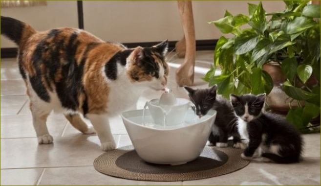 Katzentränke: Der automatische Katzentrinkbrunnen