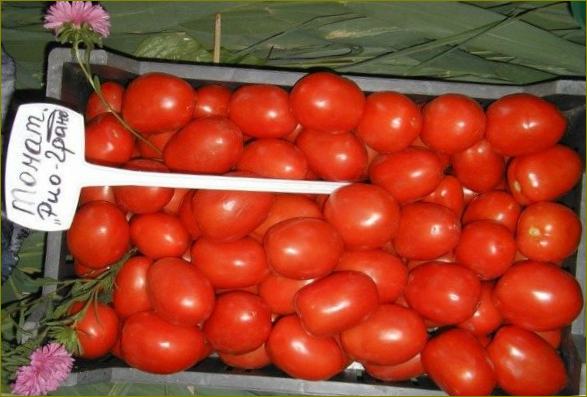 Die besten eingelegten Tomaten