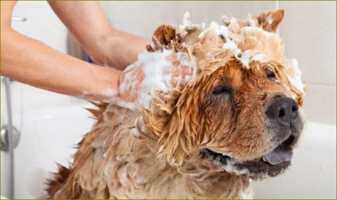 Das beste Shampoo für Ihren Hund