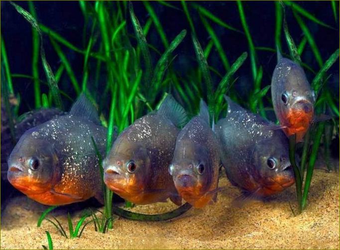 Mit Piranhas sollte nicht begonnen werden